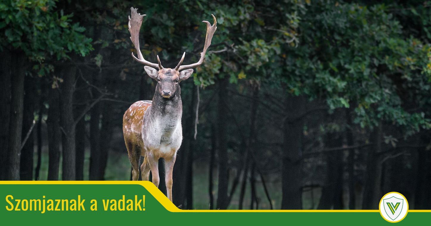 Szomjúságukban rombolnak a vadak?
