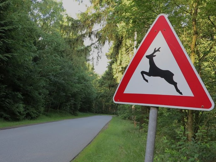 Mit kell tennünk, ha közúton vadbaleset történik velünk?