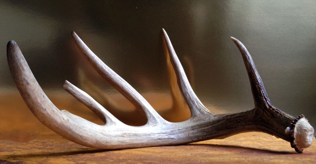Az agancstőrothadás nyomában