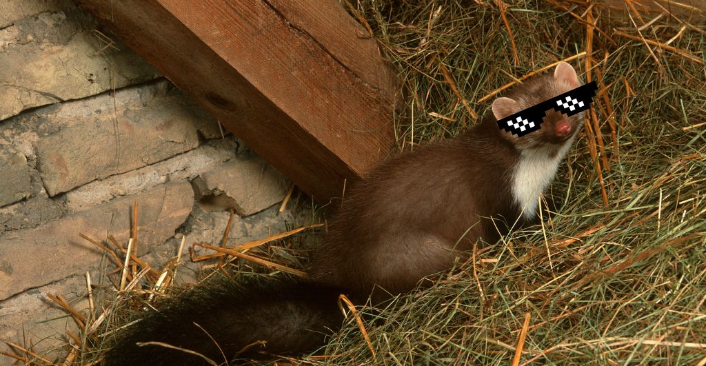 Mikor és miért jelennek meg leggyakrabban a nyestek a családi házakban?